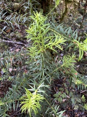 Podocarpus nubigenus