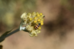 Eriopis chilensis