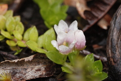 Lysimachia buxifolia