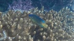 Chrysiptera unimaculata