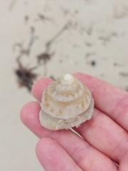 Astralium tentoriiforme