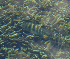 Abudefduf septemfasciatus