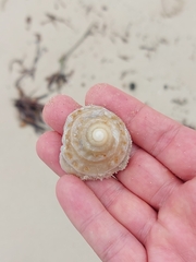 Astralium tentoriiforme