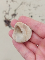 Astralium tentoriiforme