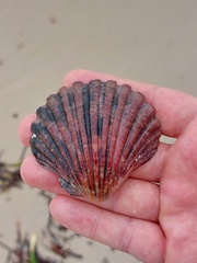 Pecten fumatus