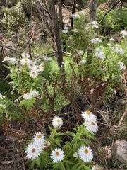 Coronidium boormanii