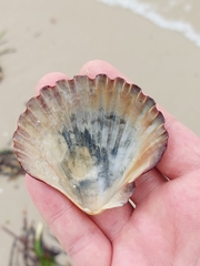Pecten fumatus