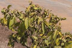 Solanum amblophyllum