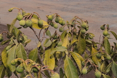 Solanum amblophyllum