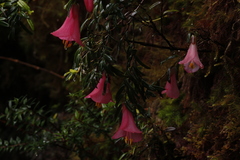 Philesia magellanica