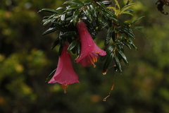 Philesia magellanica