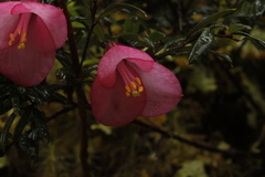 Philesia magellanica