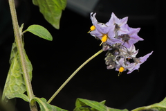 Solanum furcatum