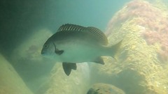 Plectorhinchus unicolor