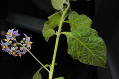 Solanum furcatum