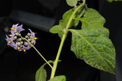 Solanum furcatum