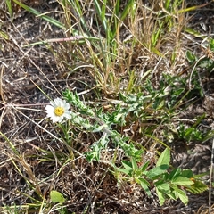 Noticastrum calvatum