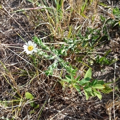 Noticastrum calvatum
