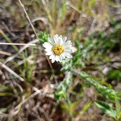 Noticastrum calvatum