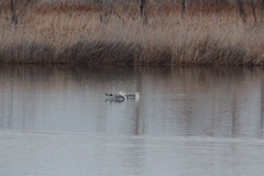 Larus californicus