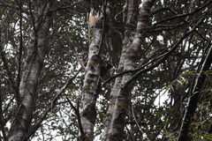 Campephilus magellanicus