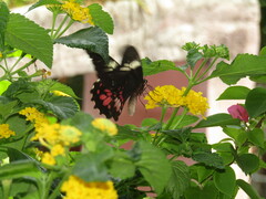 Papilio