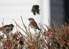 Passer domesticus