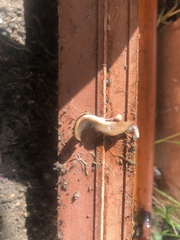 Arthurdendyus triangulatus