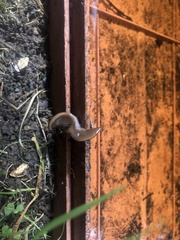 Arthurdendyus triangulatus