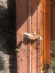 Arthurdendyus triangulatus