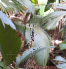 Trichonephila inaurata
