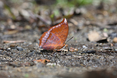 Charaxes harmodius