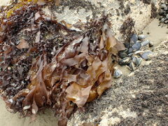 Pachymenia dichotoma
