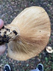 Lactarius alnicola