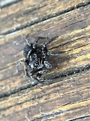 Saitis virgatus