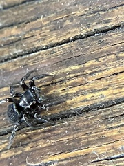 Saitis virgatus