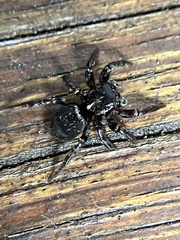 Saitis virgatus