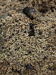 Spirobranchus cariniferus