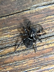 Saitis virgatus