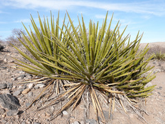 Yucca schidigera