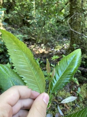 Caldcluvia paniculata
