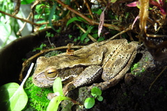 Boana pulchella