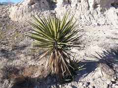 Yucca schidigera