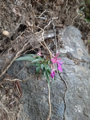Epidendrum centropetalum