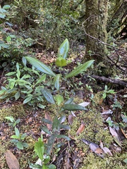 Caldcluvia paniculata