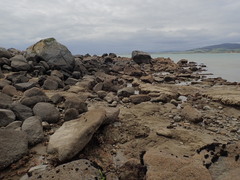 Pagurus novizealandiae