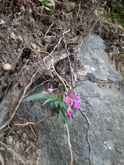Epidendrum centropetalum