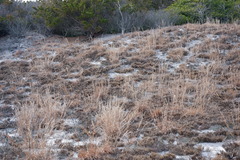 Schizachyrium littorale