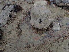 Pagurus novizealandiae