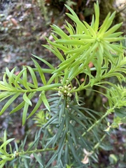 Podocarpus nubigenus